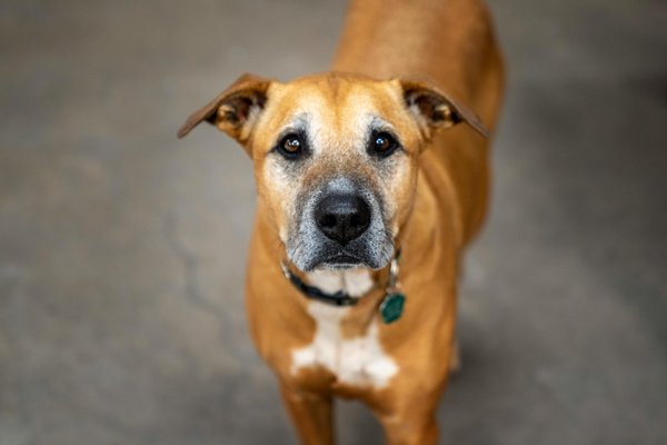 Quelles sont les meilleures méthodes pour aider un chien à se détendre après une expérience stressante ?