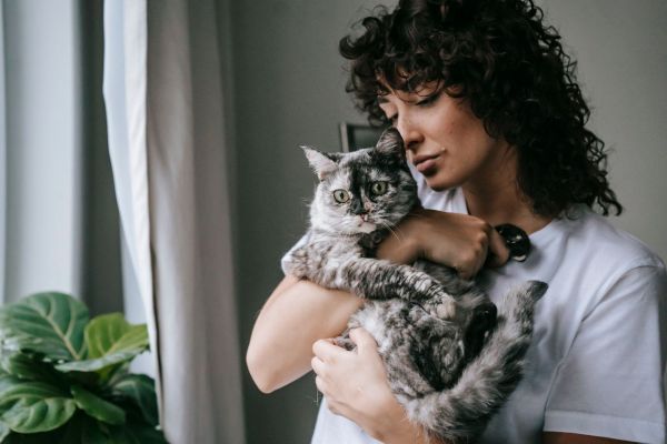 Adopter un chat : tout ce qu'il faut savoir pour réussir