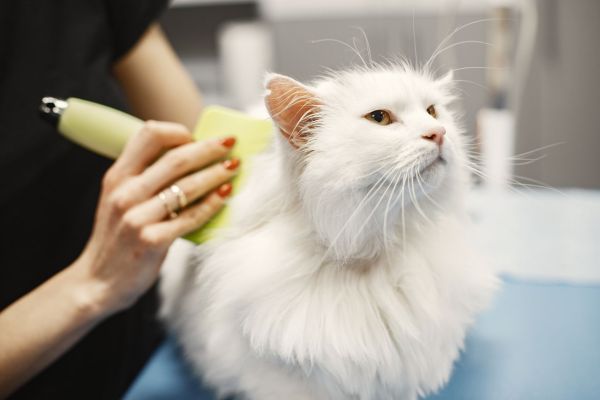Comment gérer le pelage des chats à poils longs pendant les saisons de mue ?