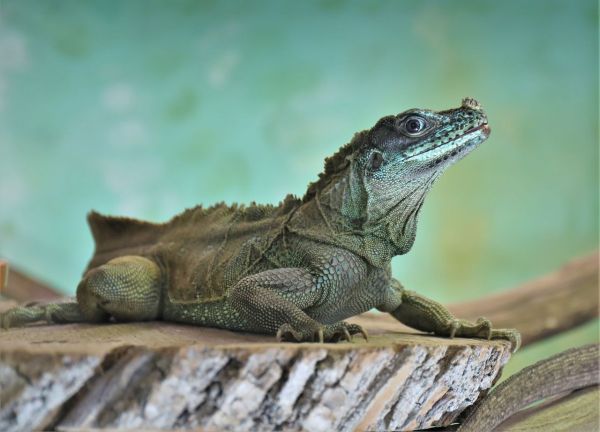 L'évolution des reptiles à travers les âges