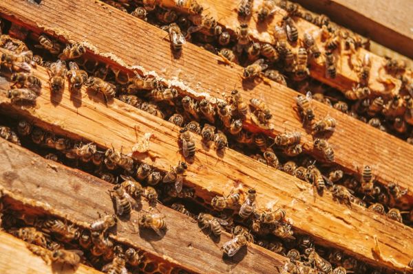 L'importance des abeilles dans notre écosystème