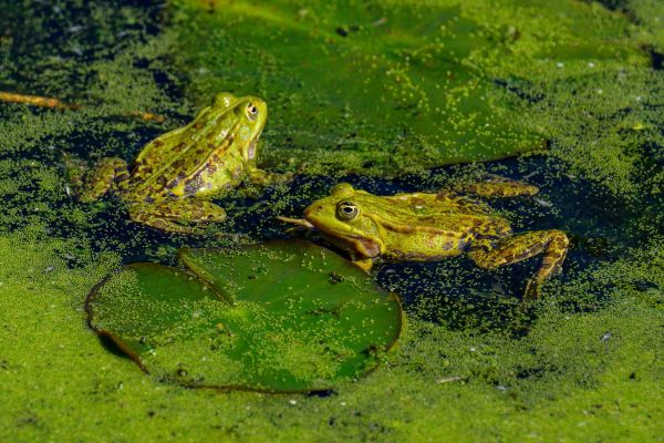 Pourquoi les grenouilles sont-elles des indicateurs de la santé des écosystèmes aquatiques?